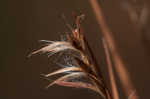 Little bluestem